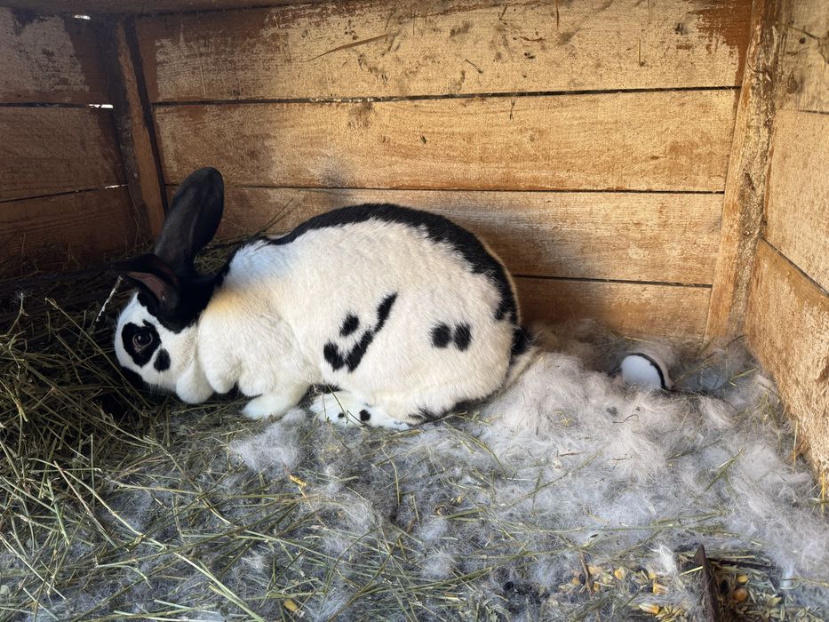 Iepurași pestriț german