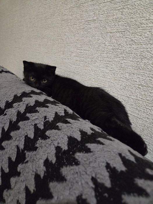 Продам породистого котёнка.