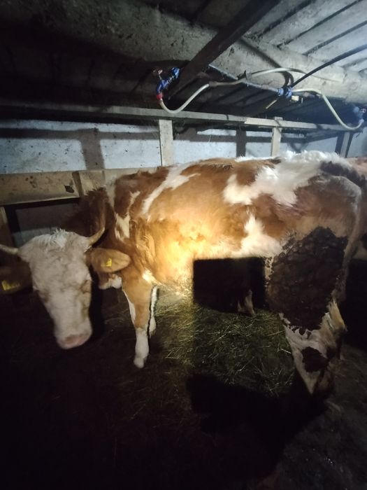 Vând junincă bălțată