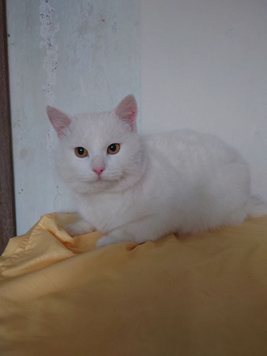 Котик Зефир ищет дом