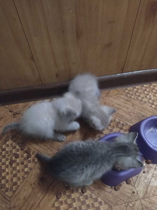 Котята в подарок