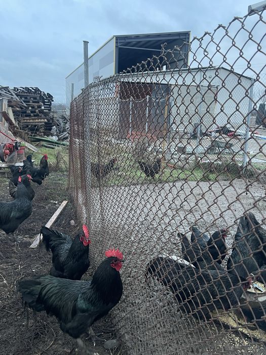 Петли Австралорп