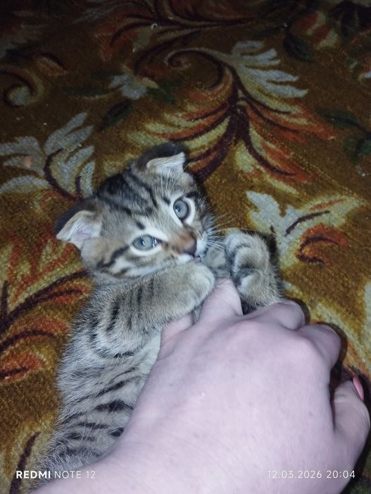 Котенок ищет дом