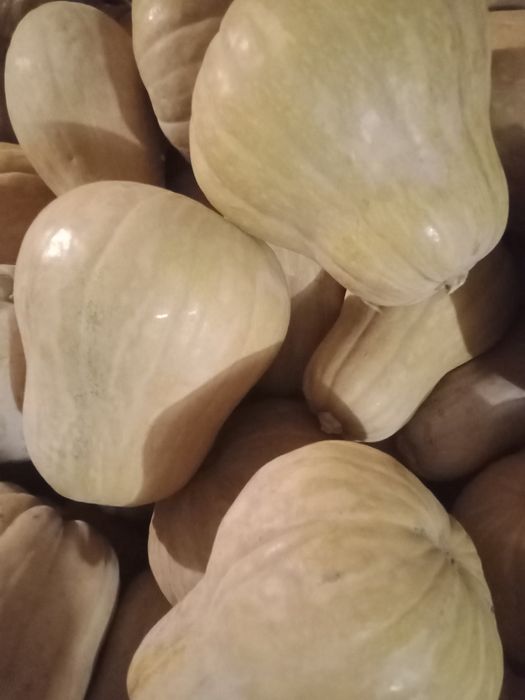Тыква японка по 250тг.