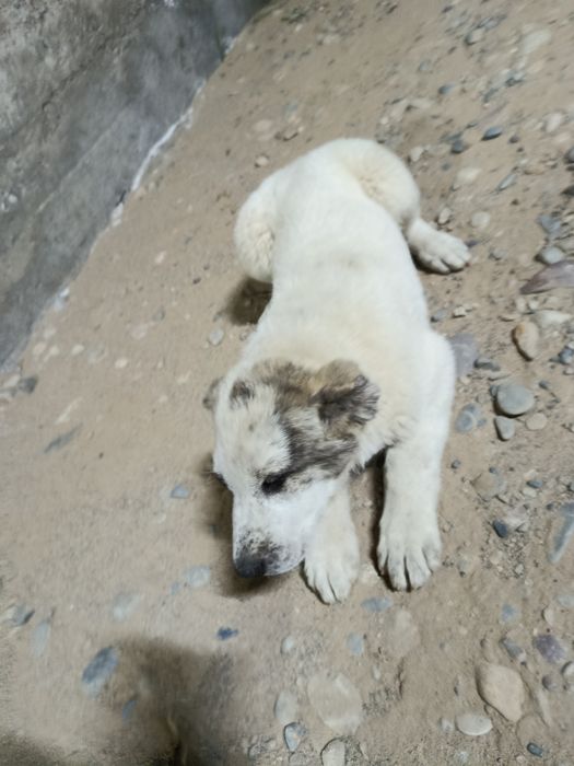 чистый Алабай щенок