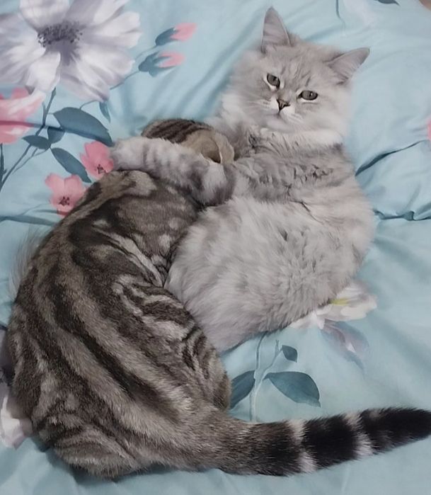 Отдам в добрые руки