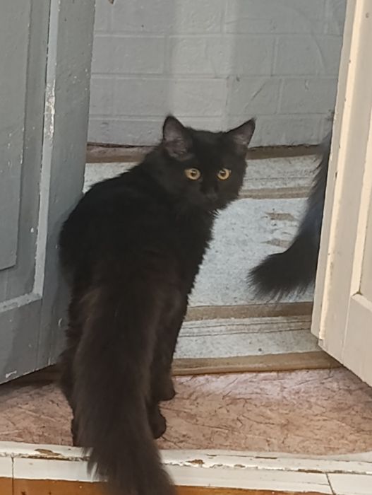 Продам котёнка мейн-кун