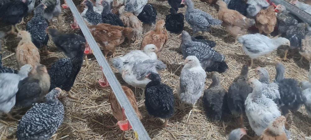 Pui alb de carne și rasa mixta