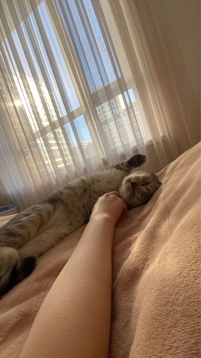 Котенок скоттиш страйт