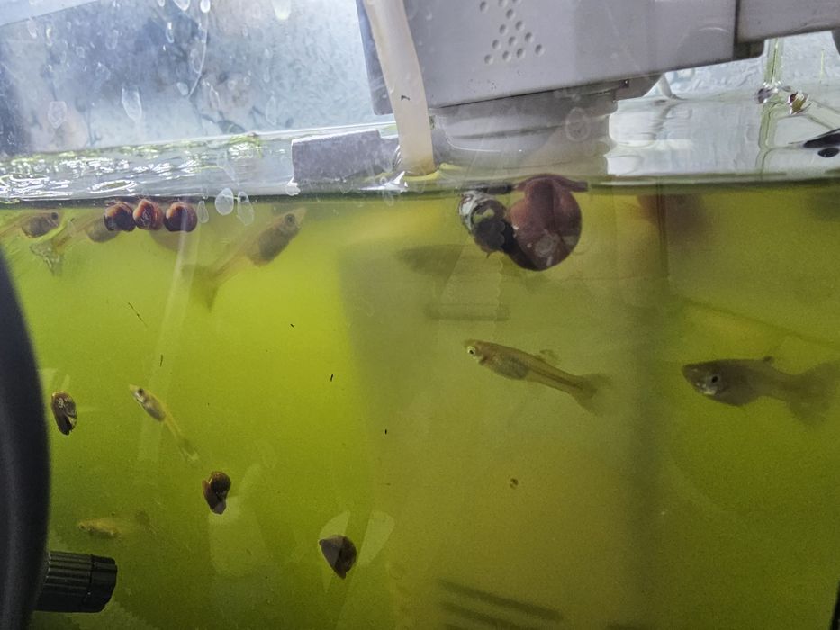 Продам аквариум с рыбами