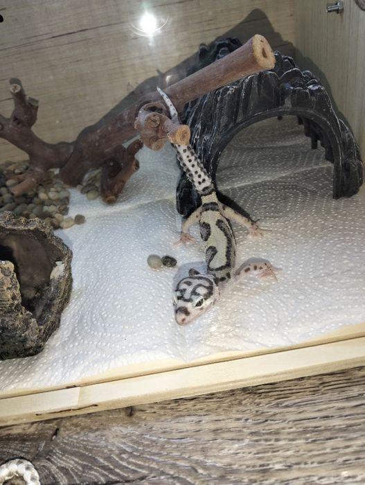 Продаю эублефаров