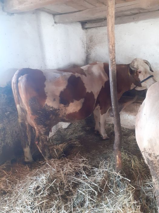 Vînd vacă gestantă