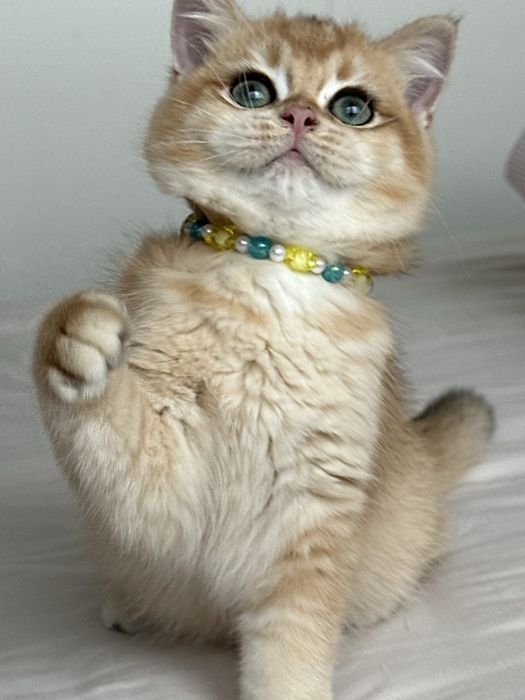 Fetita superba british shorthair golden chinchilla. Pedigree WCF