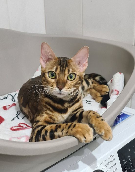 Бенгальские чистопородные котят