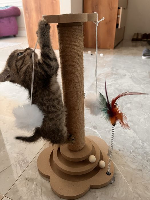 Продам котенка Скоттиш страйт