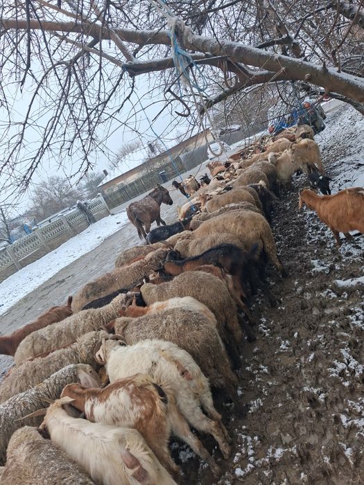 Vand oi carabase tinere