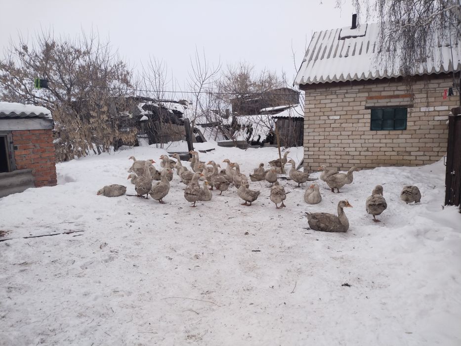 Гуси Линда, 8 мес