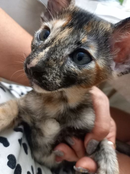 Продам ориентального котенка, девочку