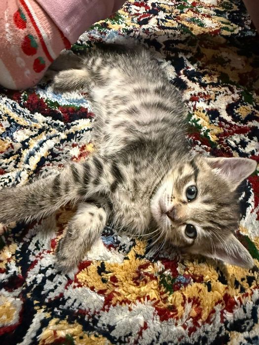 Отдам в хорошие руки котят