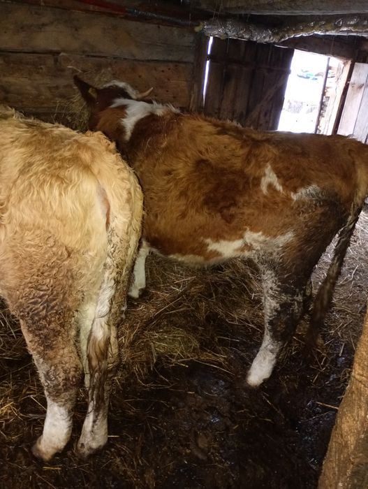 Vind vaca de 9 Ani și juninca