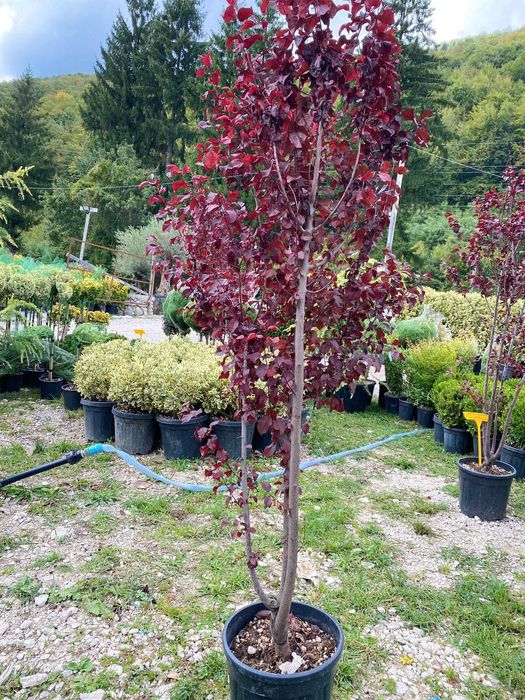 Plante ornamentale pentru un exterior echilibrat