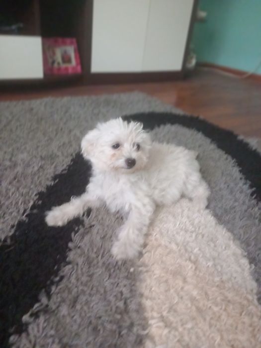 Cățelușă Bichon Maltez