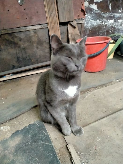 Ищем хозяина для кота