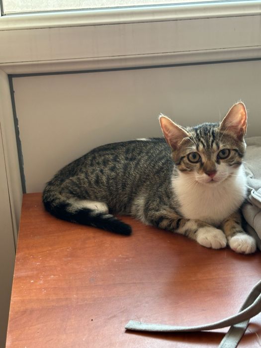 pisicuta superba de adoptat, pui de pisica frumos, pisicuta pentru adoptie, puiut de pisica, pui, pisicuta