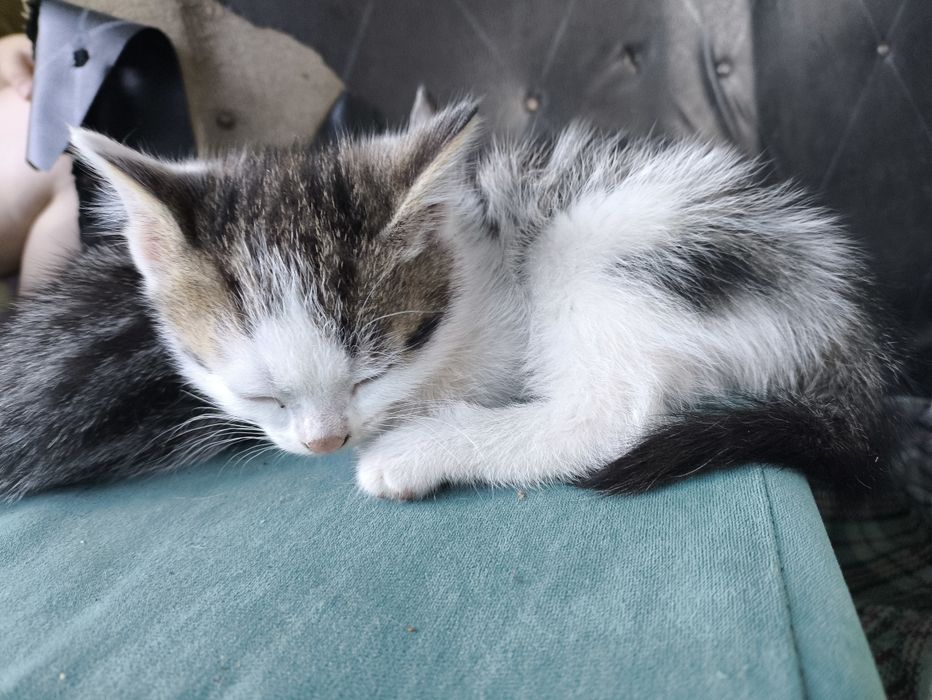 Отдам котят от британки