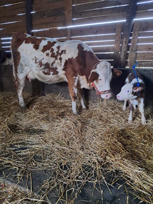 Vând jurincă cu vițea