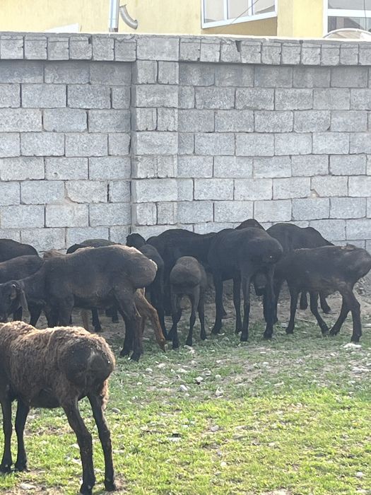 Қой сатылады.Бараны