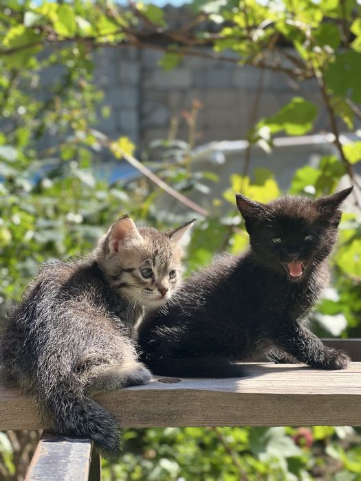 Котята 3 мальчика