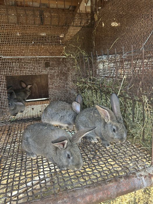 Disponibili pui Urias German