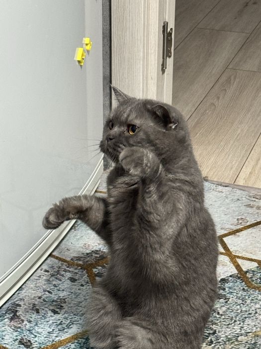 Отдам кошку в добрые руки