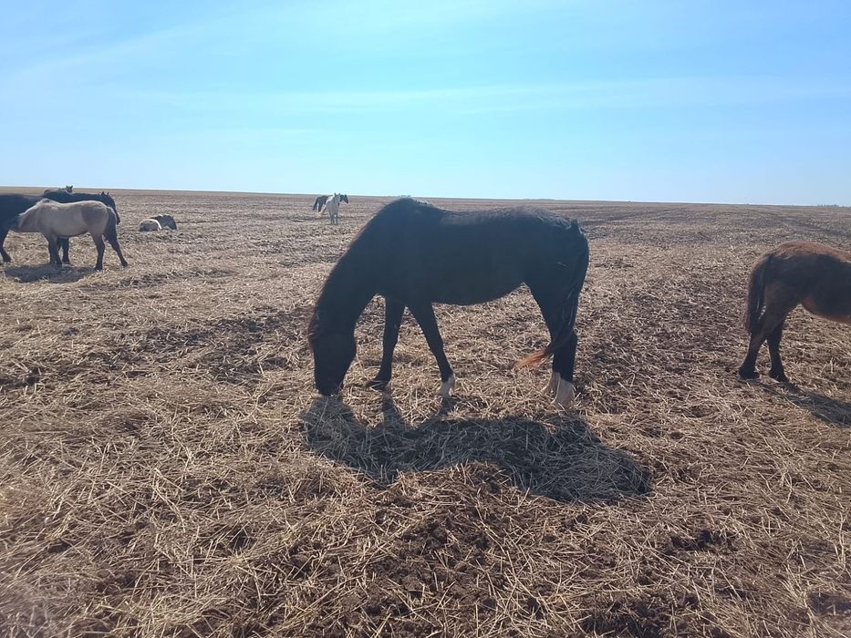 Жылқылар сатылады, 4 бас. Продам лошадей 4 головы