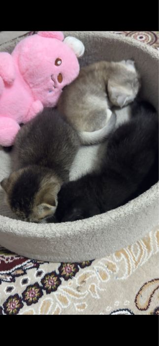 Скотиш фолд котята