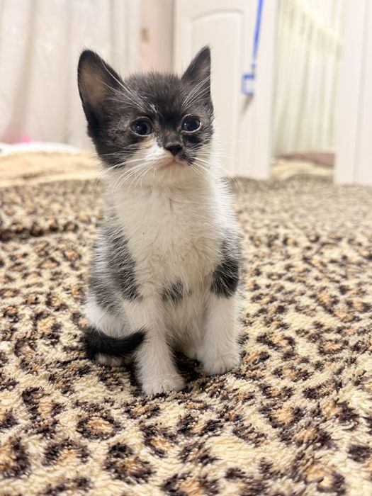 Котята бесплатно Астана