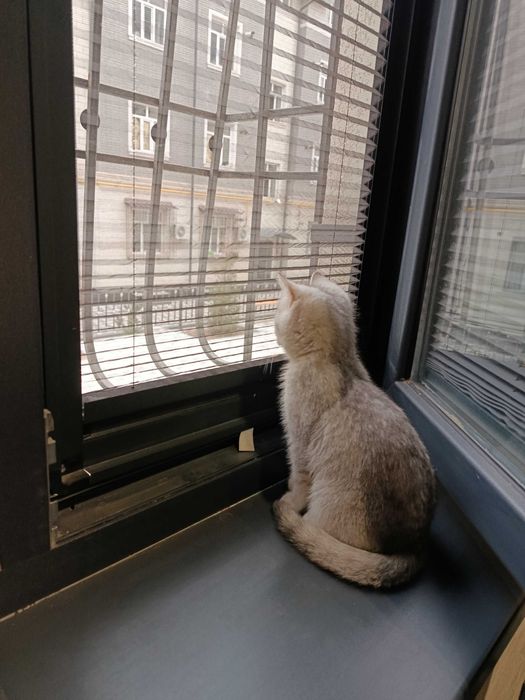 Srochno! Arzonga! Shinshilla serebristaya. Sotiladi. Продается