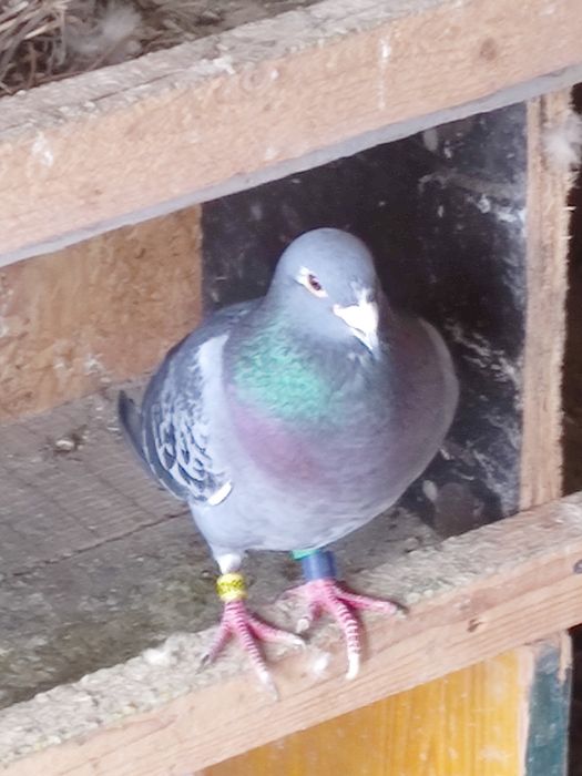 Vând porumbei pui și maturi