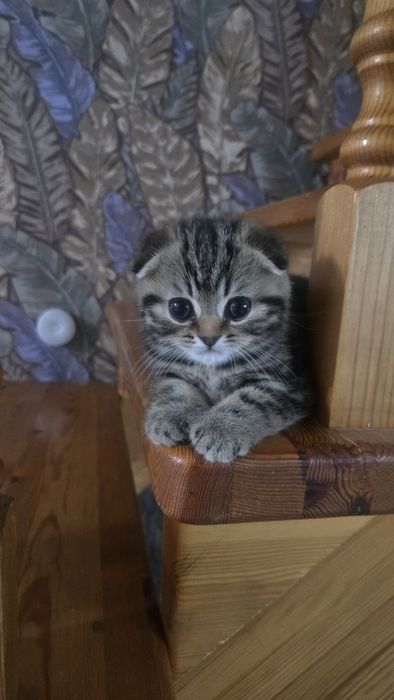 Шотландские вислоухие котята