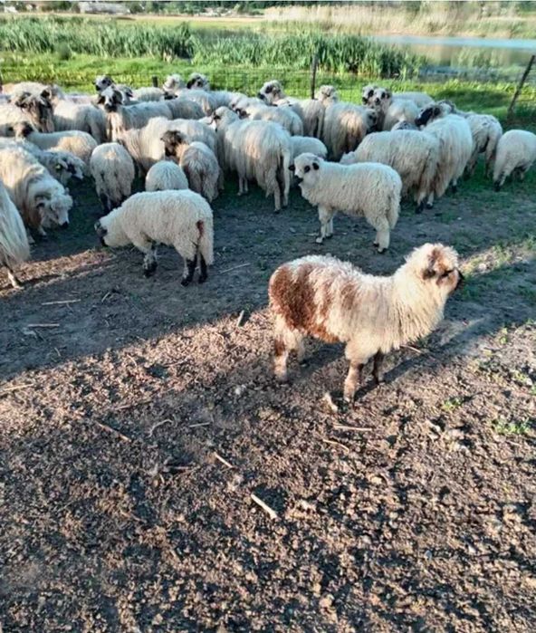 Vând oi și miei