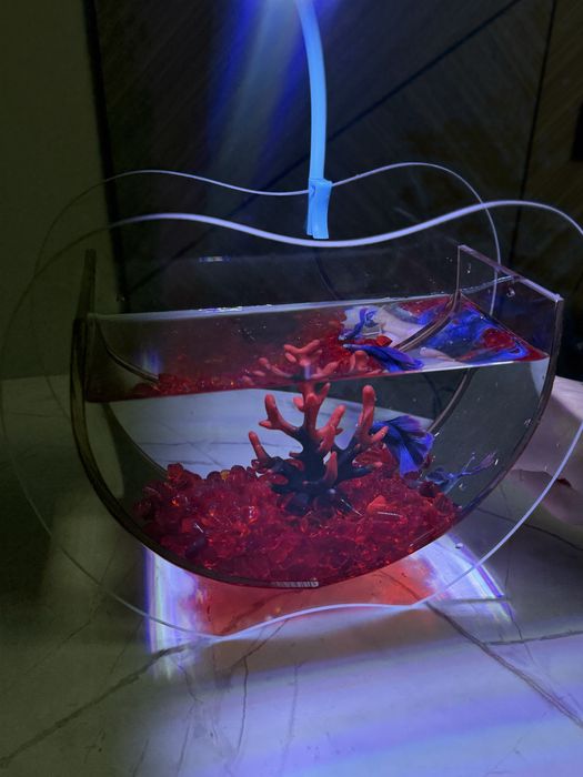 Рыба,подарок,аквариум,рыба в аквариуме,подарок для девушку