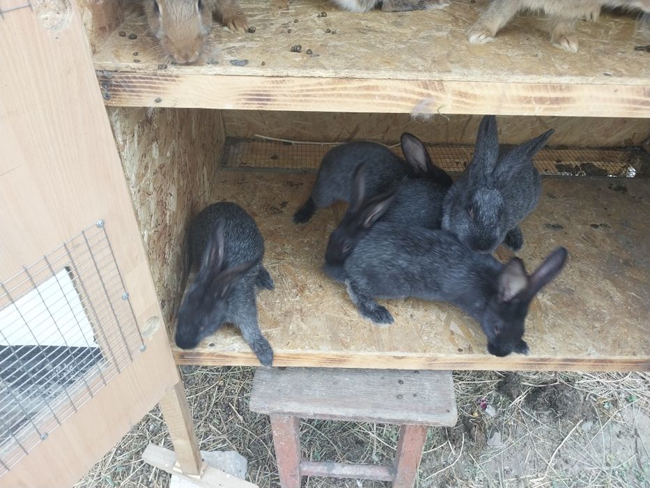 Породистые крольчата