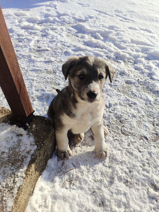 Отдам щенят  тазы