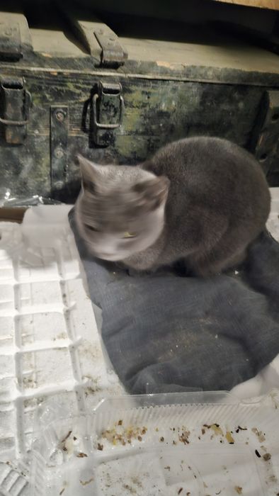 Животные домашние