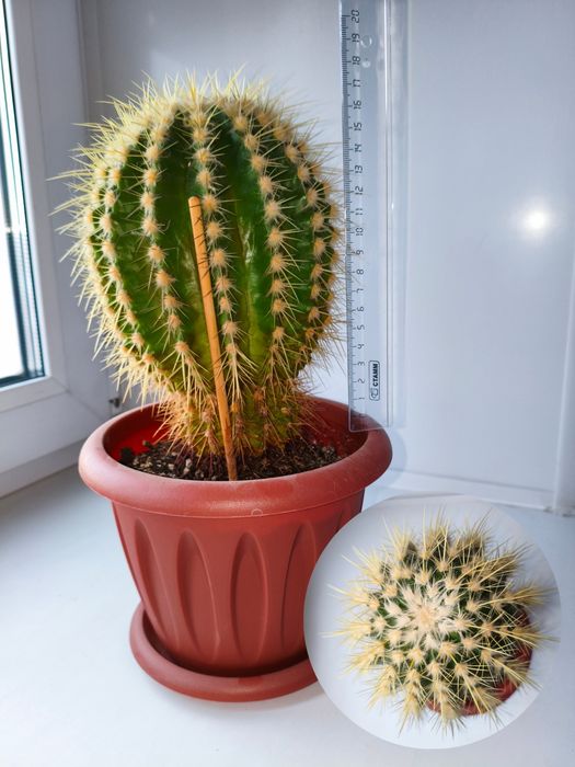 Продам цветы комнатные