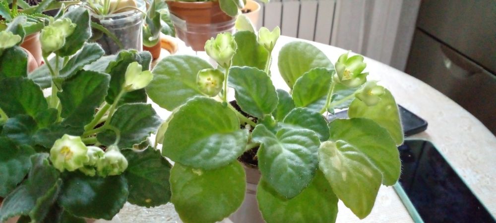 Фиалка сортовая первоцвет сорт Киви