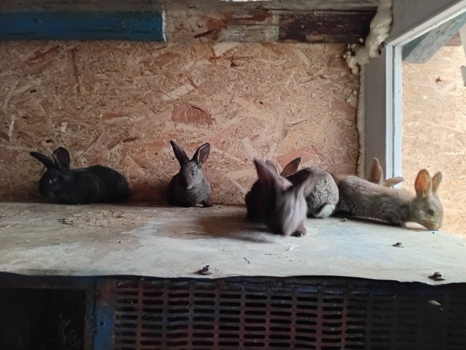 Iepurași de vânzare