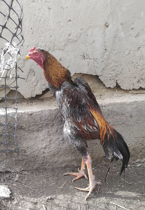 Дакан, Пепил қораз сатылады