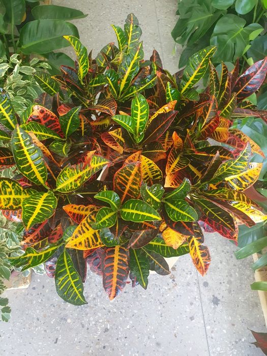 Kraton кратон. .